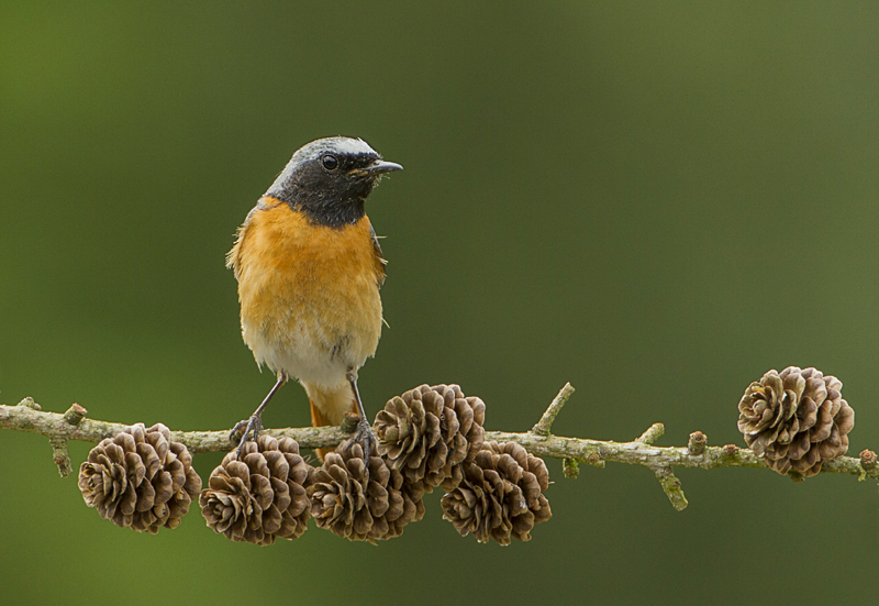 0089 gekr. roodstaart.jpg